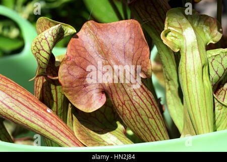 Close up of Canivorous yellow pitcher plants Stock Photo