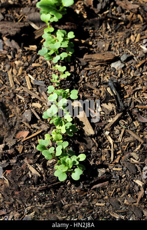 Choy Sum seedlings sprouting on garden bed Stock Photo