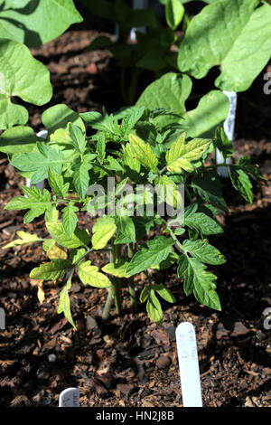 Growing tomato seedling in the ground Stock Photo