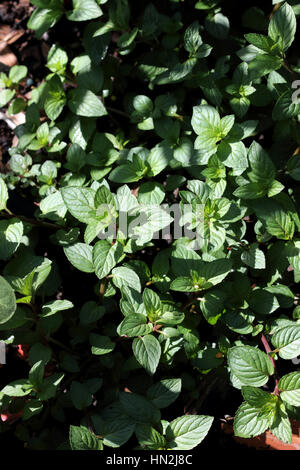 Growing Peppermint or known as Mentha × piperita,or  Mentha balsamea Willd Stock Photo