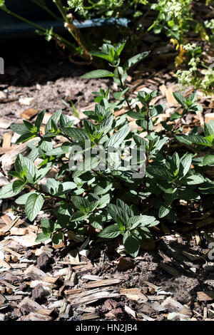 Growing Peppermint or known as Mentha × piperita,or  Mentha balsamea Willd Stock Photo