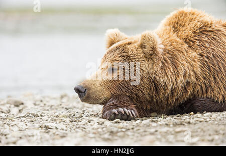 A brown bear (Ursus arctos) sleeps on the rocky beach of Mikfik Creek at McNeil River State Game Sanctuary, Alaska Stock Photo