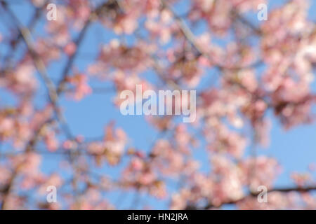blurry cherry blossom abstract on blue sky Stock Photo