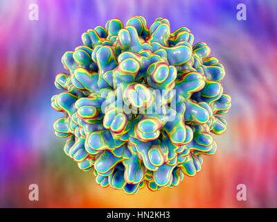 Hepatitis B virus particle. Computer illustration of the capsid of the ...