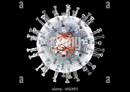 African swine fever virus, illustration. This virus is a member of the iridovirus group that causes African swine fever. Unlike other DNA- containing vertebrate viruses (except the poxviruses), the iridovirus replicates in the host cell's cytoplasm (most others replicate in the nucleus). Stock Photo