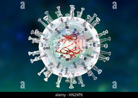 African swine fever virus, illustration. This virus is a member of the iridovirus group that causes African swine fever. Unlike other DNA- containing vertebrate viruses (except the poxviruses), the iridovirus replicates in the host cell's cytoplasm (most others replicate in the nucleus). Stock Photo