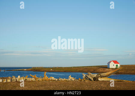 Old whale bones lying on the coast of Bleaker Island in the Falkland Islands. Stock Photo