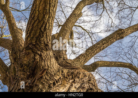 The old rugged trunk of the tree and it’s branches seen from the bottom with the the blue sky and a few clouds as the background. No leafs during wint Stock Photo