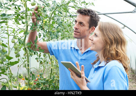 Agricultural Workers Checking Tomato Plants Using Digital Tablet Stock Photo