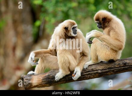 beautiful White-handed Gibbon (Hylobates lar) sitting on ground Stock Photo