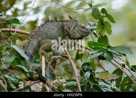 beautiful adult female green iguana (Iguana iguana) Stock Photo