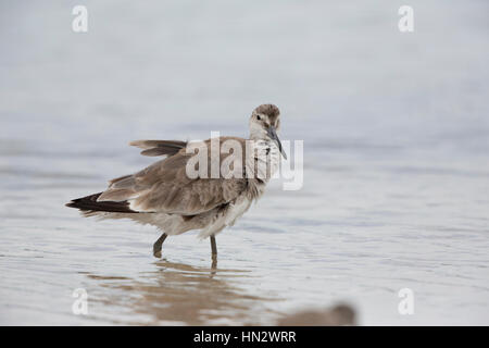 Short-billed Dowitcher (Limnodromus griseus) on a beach, Marco Island, Florida Stock Photo