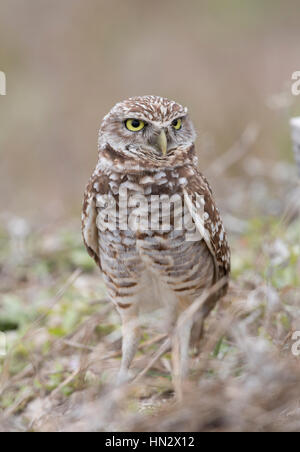 Burrowing Owl (ATHENE CUNICULARIA) in Marco Island,Florida,USA Stock Photo