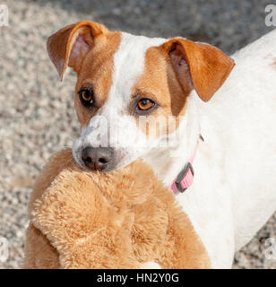 Adorable white and brown small dog headshot close up outside in the sun Stock Photo