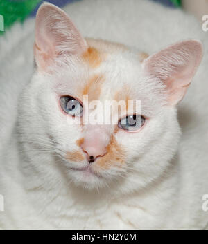 beautiful blue eyed white cat close up headshot with brown spots on face looking at camera Stock Photo