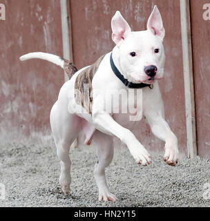 white mixed breed pit mix dog running and leaping mid air Stock Photo