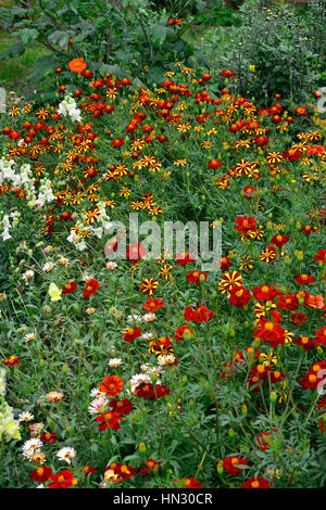 Wild and colourful planting of Marigolds Tagetes Stock Photo