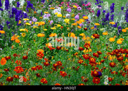 Wild and colourful planting of Marigolds Tagetes and Dahlias Stock Photo