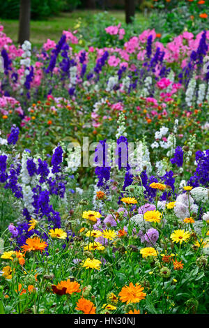 Wild and colourful planting of Marigolds Tagetes and Delphiniums Stock Photo