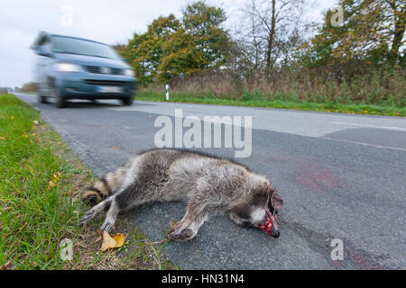 Raccoon (Procyon lotor) roadkill after collision with speeding car Stock Photo