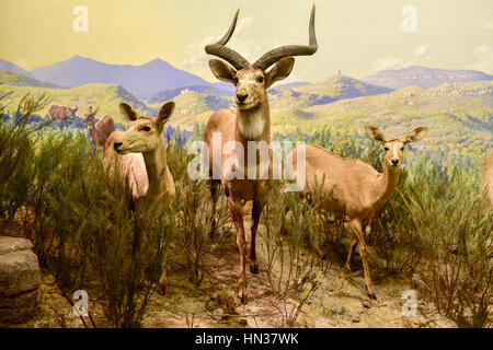 New York, USA - January 29, 2017: Antelope model at the American museum of Natural History (AMNH). It is one of the the largest museums in the world. Stock Photo