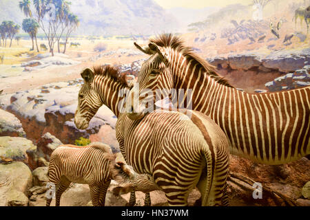 New York, USA - January 29, 2017: Zebra model at the American museum of Natural History (AMNH). It is one of the the largest museums in the world. Stock Photo