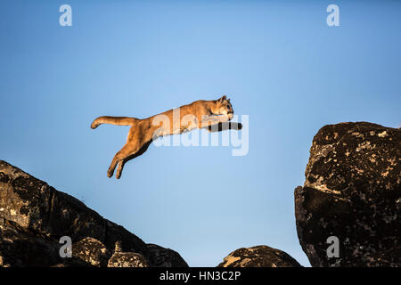 mountain lion jumping on rocks Stock Photo - Alamy