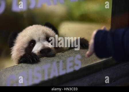 Madrid, Spain. 07th Feb, 2017. The five-month old female baby giant panda 'Chulina' pictured in her enclosure at Madrid Zoo. The baby Giant Panda (Ailuropoda melanoleuca), who arrived on last December 2016 with a weight of 180 grams have reached the five months of life with excellent health, according her Madrid' zoo keepers. Credit: Jorge Sanz/Pcific Press/Alamy Live News Stock Photo