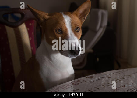 Portrait of Basenji dog nodding on a sofa in sitting pose Stock Photo ...