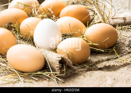 brown eggs and one white egg in the straw lie on sacking Stock Photo