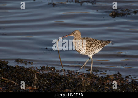 Curlew feeding on ragworm Stock Photo