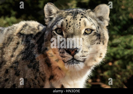 A Snow Leopard from the Oklahoma City Zoo. Stock Photo