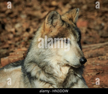 A Mexican Grey Wolf from the Oklahoma City zoo. Stock Photo