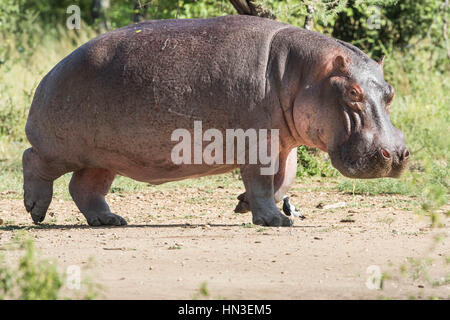 Hippo, Hippopotamus (Hippopotamus amphibius) out of water in Serengeti National Park, Mara Region, Tanzania, Africa Stock Photo