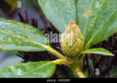 Rhododendron bud, January Stock Photo