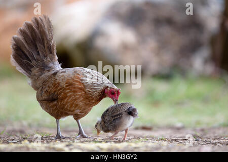 Feral hen with chick on Kauai, Hawaii, USA. Stock Photo