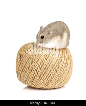 Dwarf Winter White Pet Hamster Sat on Ball of String on White Background Stock Photo
