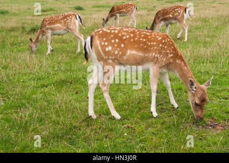 Four Fallow Deer does, one in foreground, three behind, grazing in field standing sideways on Stock Photo