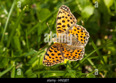 Queen of Spain Fritillary butterfly, Issoria lathonia, sitting on a blade of grass with wings open