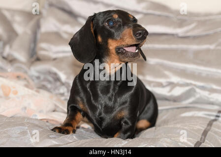 Black and tan smooth-haired Miniature Dachshund puppy sitting on silver blanket looking right and barking Stock Photo