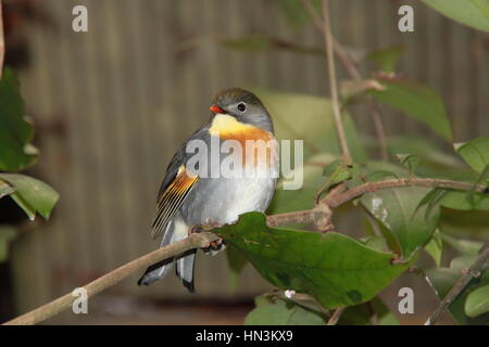 Pekin Robin (Leiothrix lutea), Birdworld, Holt Pound, Farnham, Surrey, England, Great Britain, United Kingdom UK, Europe Stock Photo