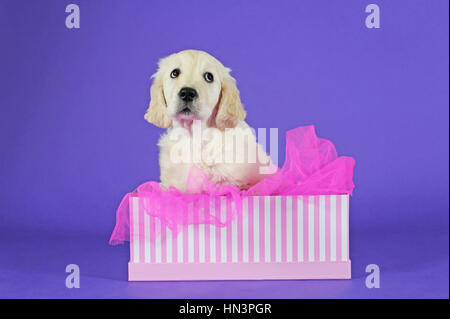 Golden Retriever Puppy sitting in pink striped box Stock Photo