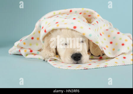 Golden Retriever, puppy lying, sleeping under polka-dotted blanket Stock Photo