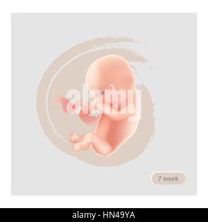 Fetus Stage Illustration. Fetal icon. Seven week embryo. Pregnancy stage vector Stock Vector