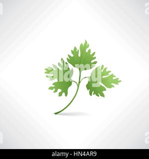 Fresh green parsley vector illustration Salad healthy food icon Stock Vector