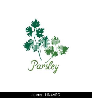 Fresh green parsley vector illustration Salad healthy food icon Stock Vector