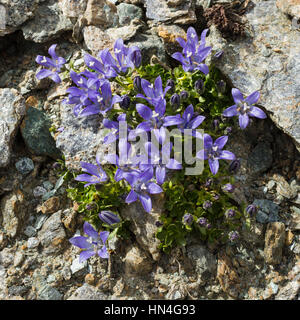 Alpine flower campanula cenisia (Mont Cenis Bellflower),  Aosta valley Italy. Photo taken at an altitude of 3100 meters. Stock Photo