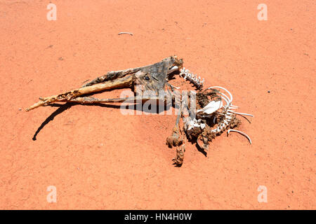 Kangaroo roadkill on an Outback dirt road near Menindee, New South Wales, Australia Stock Photo