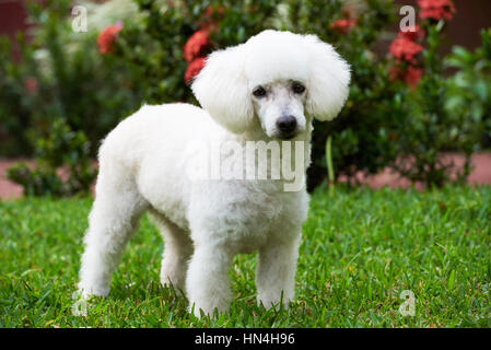 cute standing white poodle on green park grass Stock Photo