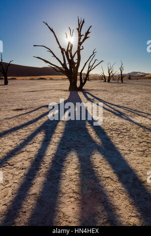 Deadvlei is a white clay pan located near the more famous salt pan of Sossusvlei, inside the Namib-Naukluft Park in Namibia. Stock Photo